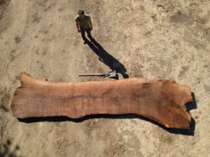 Erickson Woodworking sourcing natural wood for a live edge table